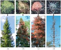 Often, homeowners don't realize that they have a pest problem until it's too late and the pests have done serious damage. Remote Sensing Free Full Text Detection Of Fir Trees Abies Sibirica Damaged By The Bark Beetle In Unmanned Aerial Vehicle Images With Deep Learning Html