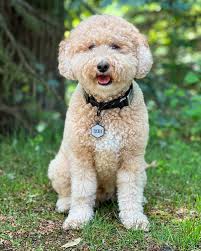 QR-Code graue Silikonmarke für Hunde