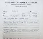 Image result for Vernonia musofensis