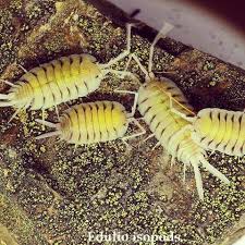Big Black Bug With White Stripes Porcellio Bolivari Big Size One Of The Most Beautiful Porcellio Species With A Nice Bright Yellow On A Light Back Giant African Land Snails Woodlice Woodlouse