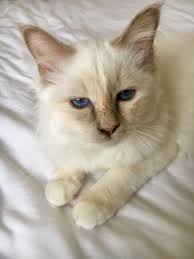 Birman Kittens For Sale Usa Winnie Lilac Cream Tortie Point Birman Kitten Birman Kittens Kitten Tortie