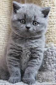 Photo Plus Petite Race De Chat British Shorthair Yavru Fiyat Planetrock Races De Chats Chat British Shorthair Photo Chat