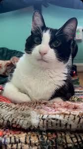 My handsome lil boy 💚✨ #reel #cat