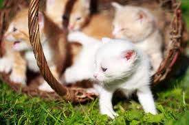 Common Emergencies For Kittens Petmd
