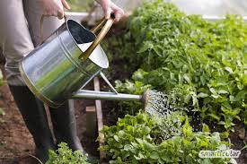 Richtig Giessen Im Garten Und Auf Dem Balkon Spart Wasser Zeit Und Geld In 2020 Erhohte Gartenbeet Kaffeesatz Engerlinge