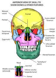 Instant Anatomy Head And Neck Areas Organs Skull Anterior View Of Skull Medical Anatomy Dental Anatomy Human Anatomy And Physiology