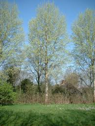 Image result for Populus