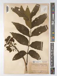 Image result for Markhamia tomentosa