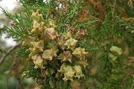 Image result for Platycladus orientalis