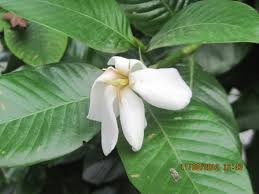 Image result for Gardenia resinifera