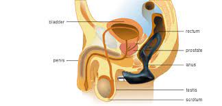 If you want to have presonalised health answer for as little as 5 usd from a real doctor click. Prostate Massage For Men Joydivision Guide