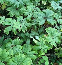 Image result for Podophyllum  peltatum