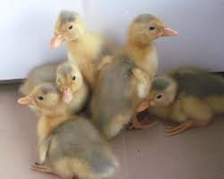 The magpie is a british breed of domestic duck. Magpie Ducks Seek New Home In Wa State Cute Animals Cute Creatures Backyard Ducks