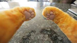 Cat Behavior Finally Explained Cuidado De Las Unas Consejos Para La Salud Salud