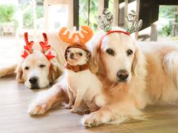 Check spelling or type a new query. Reindeer Antlers For Dogs Reviews And Top Rated For 2020