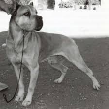 Check spelling or type a new query. Cane Corso Dog Breed Information