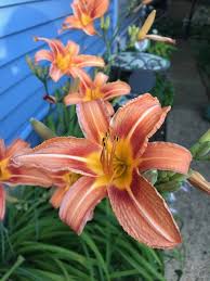 They neither toil nor spin, yet i tell you, even solomon in all his glory was not arrayed like one of these. Consider The Lilies Life Isn T Easy Consider The Lilies Lilies Of The Field Lily