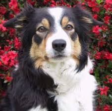 Border Collie Black And Brown Dogs Black With White Markings And Tan Points Border Collie Border Collie Canaan Dog Dog People