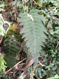 Image result for Abrodictyum rigidum