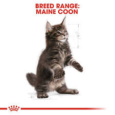 See brown tabby maine coon stock video clips. Royal Canin Maine Coon Trockenfutter Fur Katzchen Bei Zooroyal