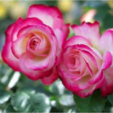 Plant delights nursery is an award winning online nursery in raleigh, nc near garner. Buy Rose Bicolor Flower Plant Online At Cheap Price On Plantsguru Com