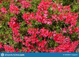 Flores Rojas Rosaceas Vibrantes Del Geranio Hiedra Con Hojas Imagen De Archivo Imagen De Flor Exuberante 138720627