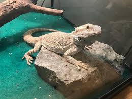 We have some absolutely stunning bearded dragons for sale online from top quality bearded dragon breeder bloodlines! Reptile Store Near My Location Online Shopping