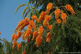 Image result for Colvillea