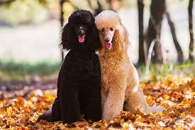 If a dog is not feeling well for any reason it may become lethargic. Liver Cancer In Dogs Memphis Veterinary Specialists Emergency In Cordova