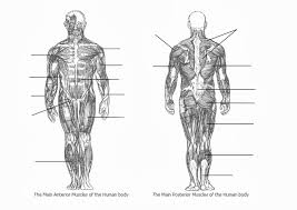 You can click the links in the image, or the links below the image to find out more information on any muscle group. Unlabeled Muscular System Diagram Koibana Info Muscle Diagram Muscular System Human Muscular System