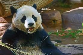 SAD NEWS: Just 30 minutes ago, at the Green Valley Zoo (Oregon, USA), 32- year-old Michael Torres was still doing his usual job – bringing breakfast  to “Bai Yun”, the zoo's famous 7-year-old