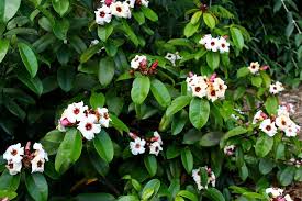 Image result for Strophanthus welwitschii