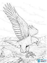 600x535 bald eagle picture, by spaceranger for birds drawing contest. Bald Eagle Soaring Coloring Page Free Printable Coloring Pages In Soaring Bald Eagle Coloring Pages Eagle Drawing Eagle Sketch Bird Coloring Pages