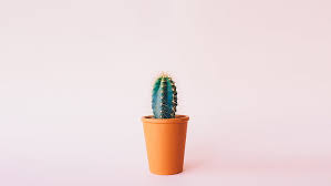 The resolution of image is 649x856 and classified to cactus silhouette, pot leaf, camera drawing. Green Cactus Flower Minimalism Cactus Hd Wallpaper Wallpaperbetter