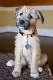 Kelly Border Terrier Puppy Mutt Puppies Mutt Dog