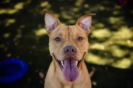 Residents owning or having custody of any dog must license the dog within 15 days of acquisition or within 15 days after the license becomes due. Rocket Needs Forever Family After 220 Days In Orange County Shelter