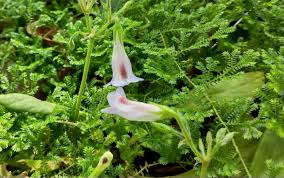 Image result for Xyris anceps