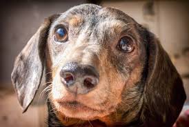 But since we've brought him home he has completed our family, it's like we brought home a baby. Dapple Dachshund The Ultimate Dapple Doxie Dog Breed Guide All Things Dogs All Things Dogs