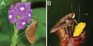Set of vector beautiful artistic bright botanic garden with blooming flowers and butterflies. The Ecological Role Of Extremely Long Proboscid Neotropical Butterflies Lepidoptera Hesperiidae In Plant Pollinator Networks Springerlink