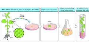 Cbse Ncert Solutions For Biology Class 12 Plant Tissue Culture Plant Tissue Propagating Plants Propagation