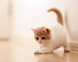 Wallpapers for mobile, iphone, ipad, tablets, android phones, windows phones and desktop backgrounds. Cute Laptop Backgrounds Cat Images Good Morning 1280x1024 Wallpaper Teahub Io
