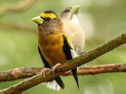 We did not find results for: Evening Grosbeak Identification All About Birds Cornell Lab Of Ornithology