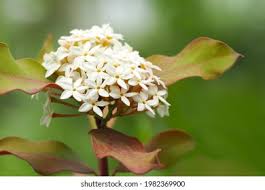 Image result for Orthosiphon schimperi