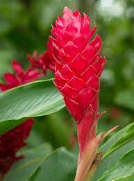 Pin By Brit Klein On Flowers Ginger Flower Red Shrubs Flowers