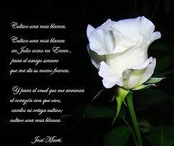 Cultivo Una Rosa Blanca De Jose Marti Rosas Blancas Saludos De Buenos Dias Poemas