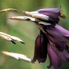 Image result for Dierama densiflorum