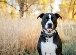 On the other hand, dermal hemangiosarcoma affects dogs with light coats and sparse hair. Skin Cancer Hemangiosarcoma In Dogs Petmd