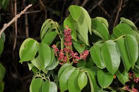 Image result for Rourea