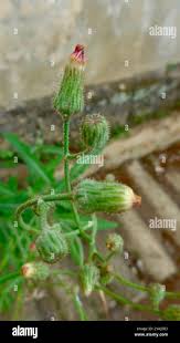 Image result for Crassocephalum picridifolium