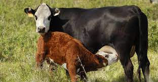 9 Steps To Improve Your Cowherd Fertility In 2018 Beef Magazine